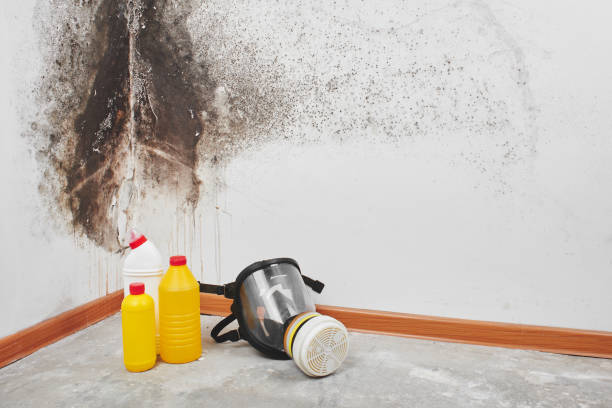 Biohazard Mold Removal in Sheffield Lake, OH